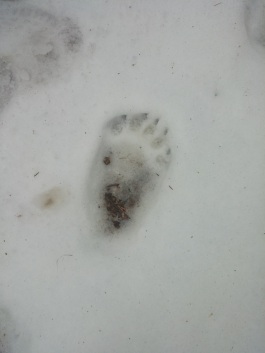 Bear tracks - claws and all!